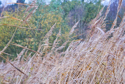 Close-up of tall grass on field