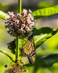 Close-up of butterfly pollinating on flower