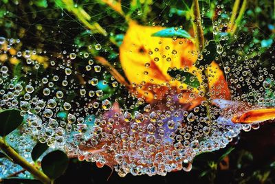 Close-up of wet plants