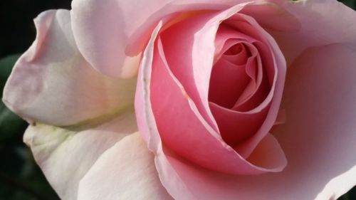 Close-up of rose