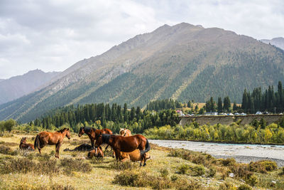 Horses on field against mountain range