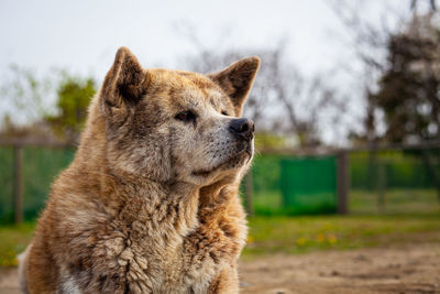 Close-up of a dog looking away