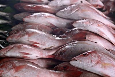Full frame shot of fish in market