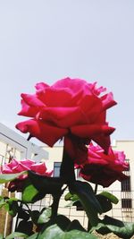 Low angle view of pink flowers