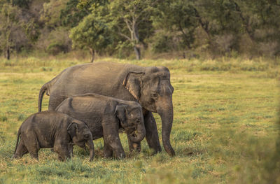 Elephant family walking on field