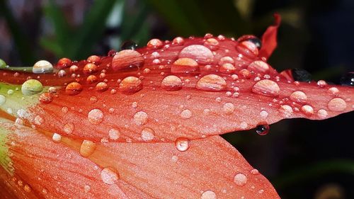 Close-up of water drops on red flower