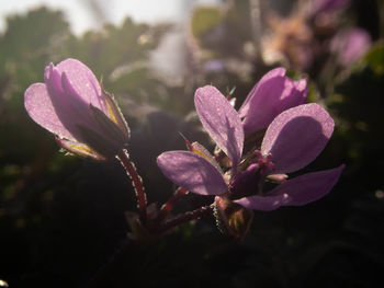 Close-up of pink flowering plant