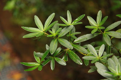 Close-up of plant