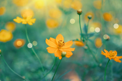 Close-up of yellow cosmos flowers