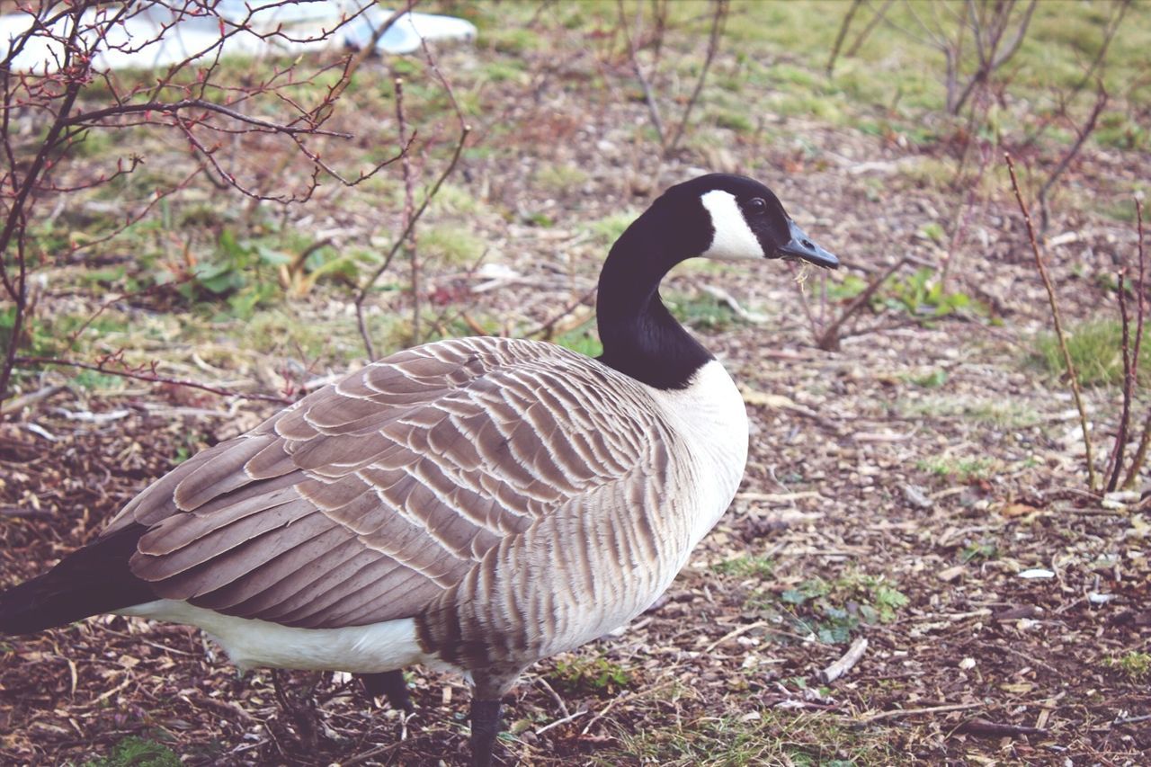 animal themes, bird, animals in the wild, wildlife, one animal, grass, nature, field, beak, forest, lake, day, outdoors, no people, side view, beauty in nature, full length, standing, focus on foreground