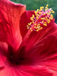 Close-up of red hibiscus flower
