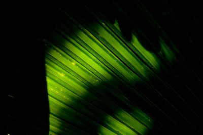 Full frame shot of wet leaf at night