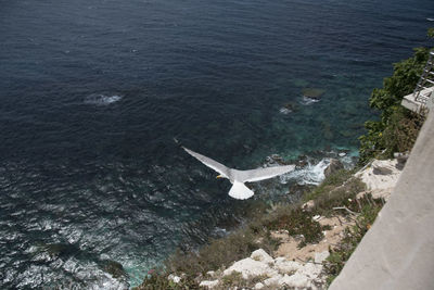 View of birds in water