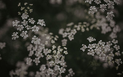 Close-up of flowering plant on field