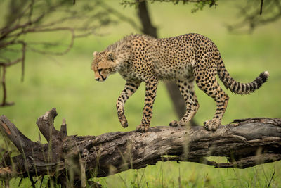 Cheetah cub walking on log looking down