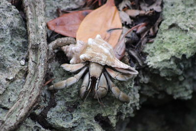 Close-up of mushroom growing on tree trunk