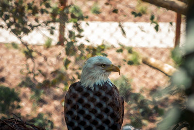 Bald eagle perched in its enclosure at the zoo