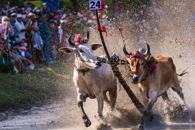 Cow racing festival is an iconic cultural activity in an giang province, vietnam