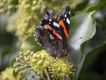 Close-up of butterfly pollinating on flower