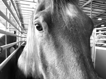 Close-up of horse