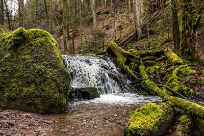 Scenic view of waterfall in forest