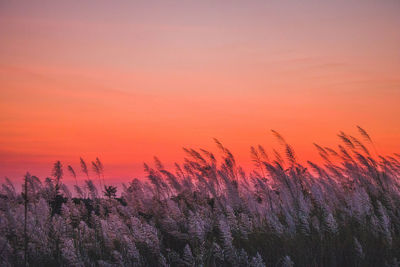 Silhouette plants on land against romantic sky at sunset