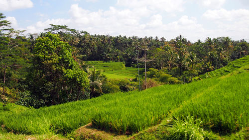 Scenic view of agricultural field against sky