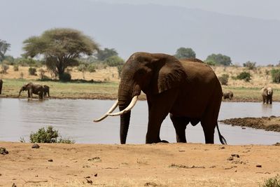 Elephant standing by trees on landscape against sky