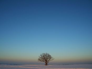 Bare tree on snow covered landscape against blue sky