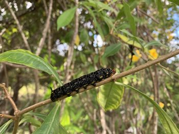 Close-up of insect on leaves in forest