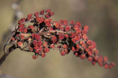 Close-up of red flowers against blurred background