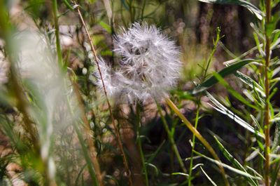 Close-up of dandelion