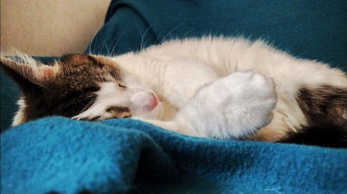 Close-up of cat sleeping on sofa