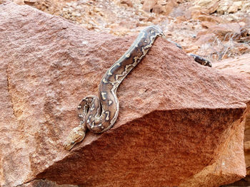 Close-up of lizard on rock