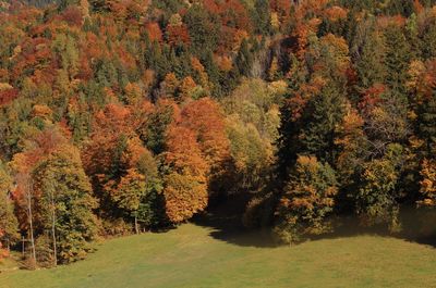 Trees in forest during autumn