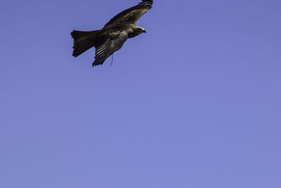 Low angle view of bird flying in sky