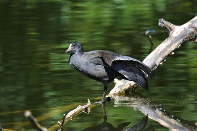 Coot perching on a lake