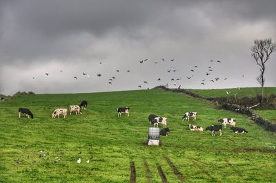 Cows grazing on field against sky