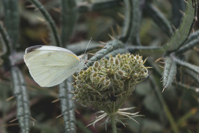 Close-up of caterpillar on plant