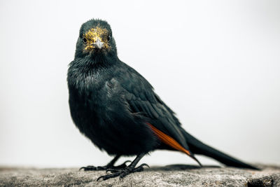 Close-up of a bird