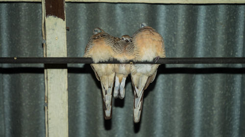 Close-up of birds perching on metal