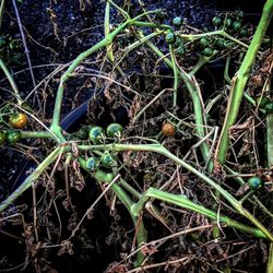 Close-up of plants