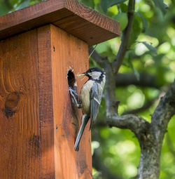 Close-up of bird perching on tree