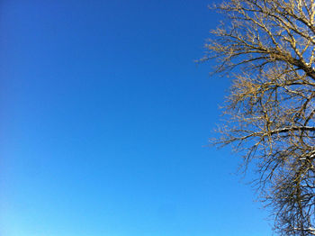 Low angle view of trees against clear blue sky