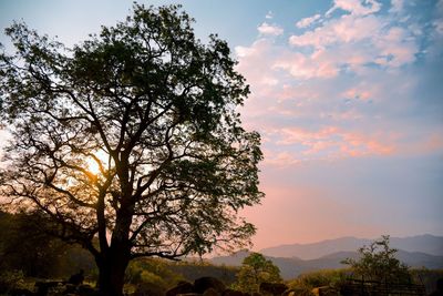 Silhouette tree on field against sky at sunset