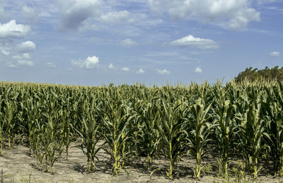 Crops growing on field against sky