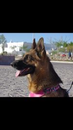 Close-up of a dog looking away