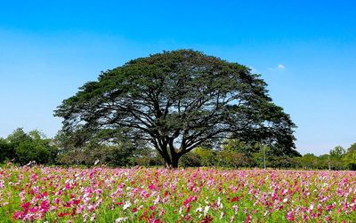 Flowers growing on tree against sky