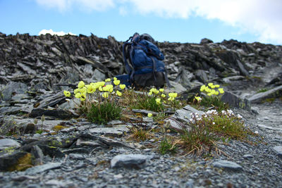 Wild yellow flowers stone hillside and blue backpack, blurred background