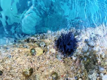 Close-up of coral in sea